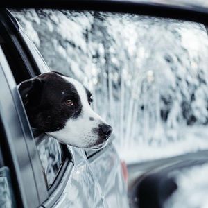 Meet your Posher, Louann